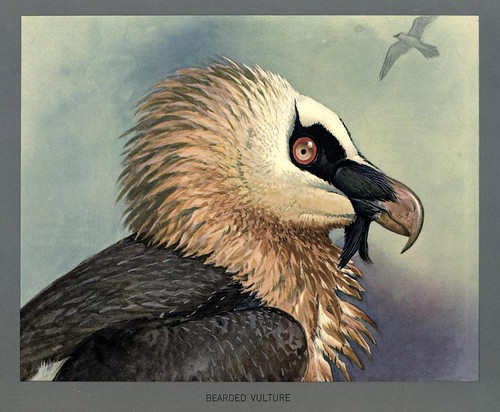 016-Quebrantahuesos africano-Album of Abyssinian birds and mammals 1930- Louis Agassiz Fuertes