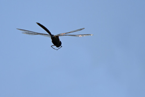 Dragonfly in Flight - Silhouette