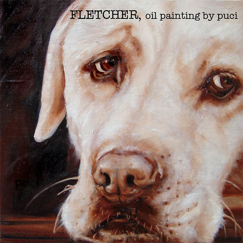 yellow Labrador Retriever - Fletcher