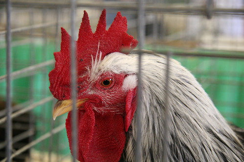 the rooster