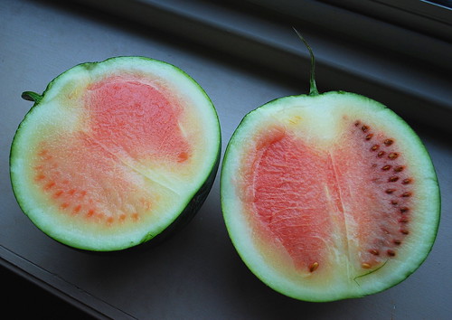 unripe sugarbaby watermelon