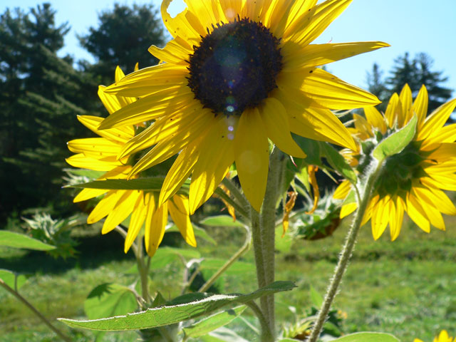 sunflower_mountain7