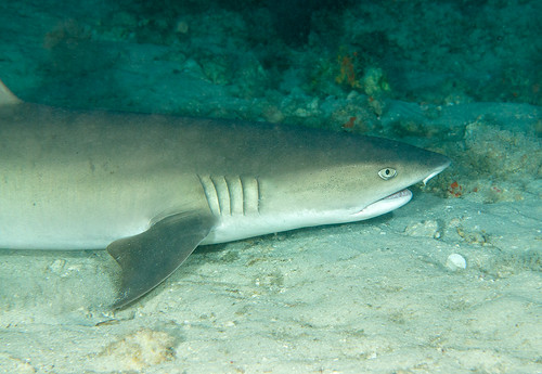 Whitetip Reef Shark (Triaenidon obesus)