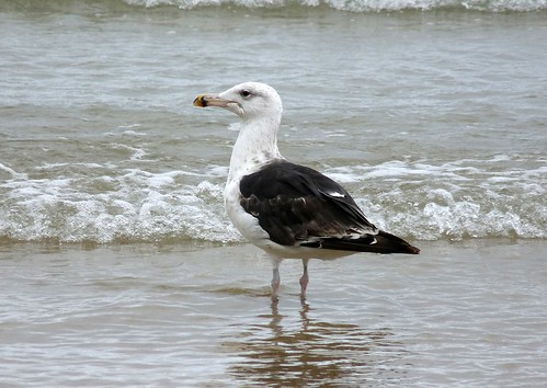 22273 - Great Black Backed Gull, Newquay