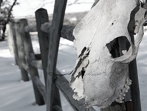 Cow Skull on Corral Fence