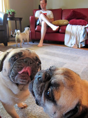 norman and pugsley love each other
