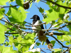 Magpie on a summer afternoon