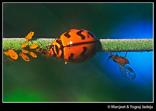 Ladybird eating Aphid