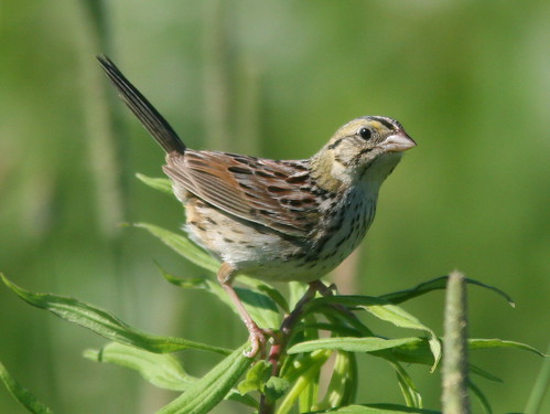 Henslow's Sparrow SOOC crop 20100630