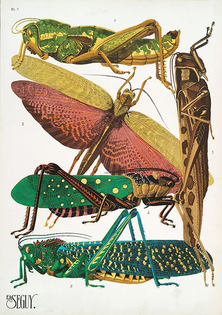 017-Insectes vingt planches en phototypie coloriées…1928- Eugene Alain Seguy