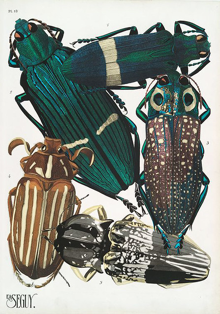 019-Insectes vingt planches en phototypie coloriées…1928- Eugene Alain Seguy