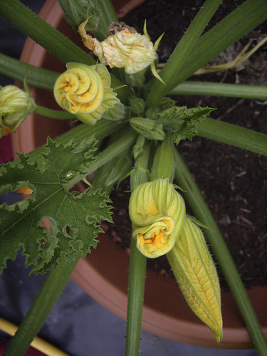Almost courgettes