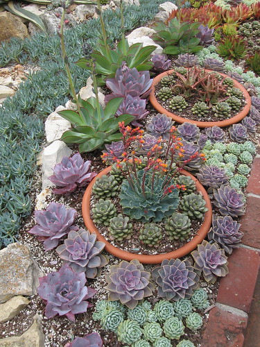 4 Gardens in 3  days: #3, the Sherman garden in Corona Del Mar.