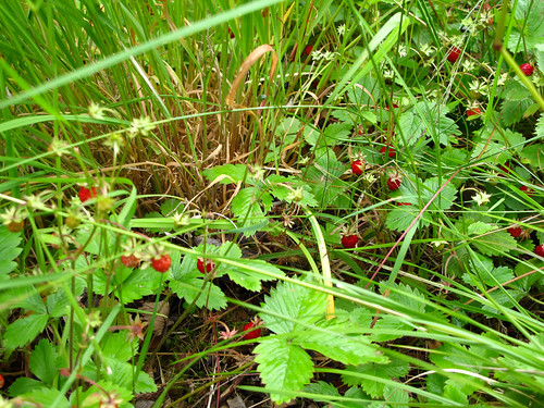 Wild Strawberries - Nærøyfjord, Norway