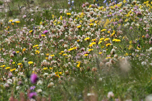 wildflowers 119