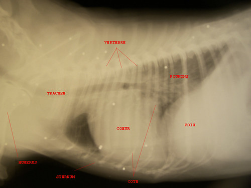 Chat plombé, radiographie légendée