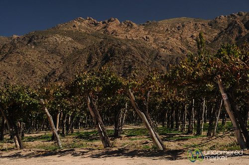 Wineries Near Cafayate, Argentina