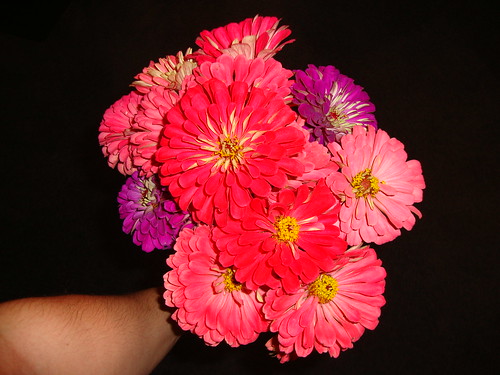 pink, red and purple zinnias