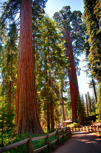 Sequoia National Park 11