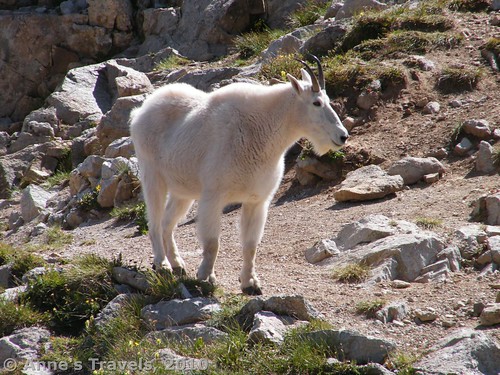 Mountain goat, Maroon Bells Wilderness, White River National Forest, Colorado