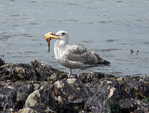 22247 - Herring Gull eating Starfish