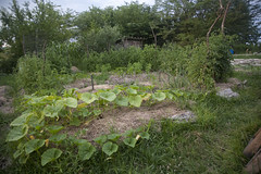 gobcobatron garden