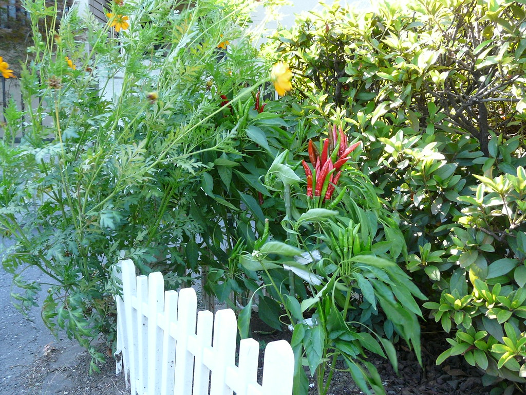 Curbside Chili Garden