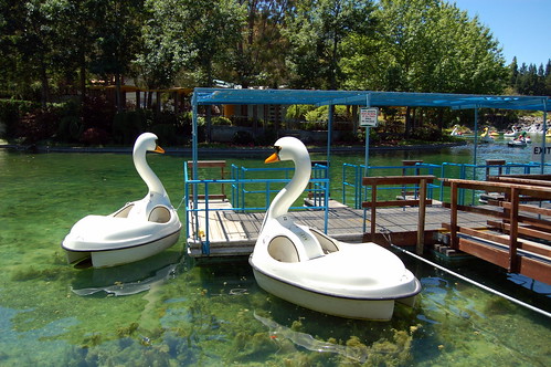 Swan pedal boats