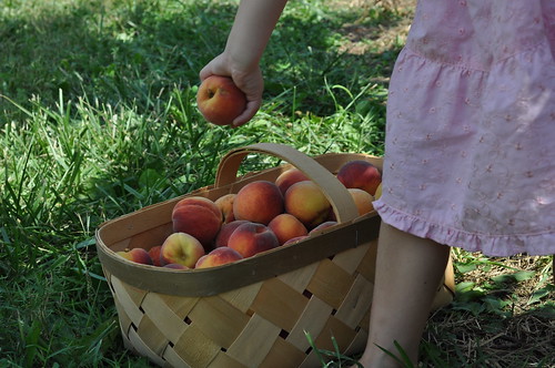 peach picking