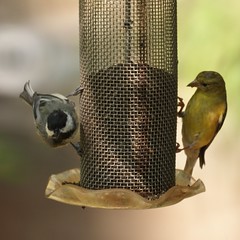 Goldfinch and Chickadee