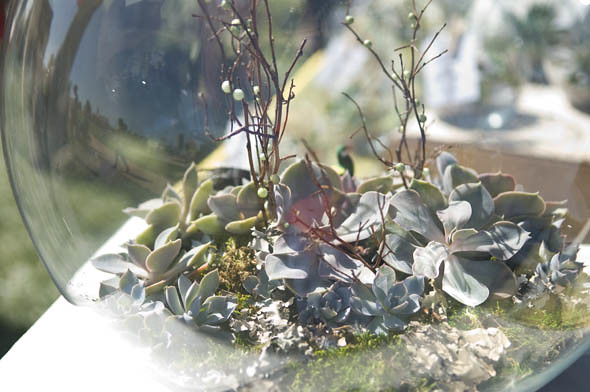 Succulent terrarium