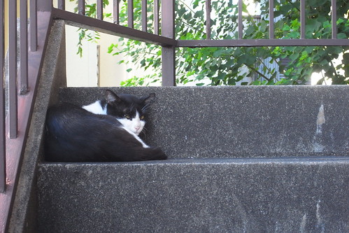 Today's Cat@2010-08-09