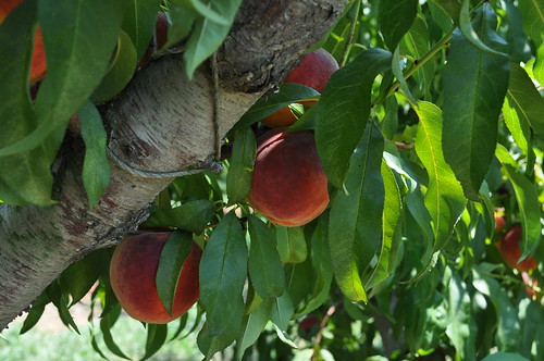 peach trees