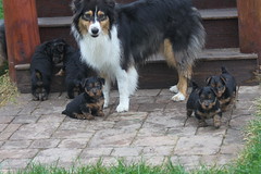 Molly and her pups