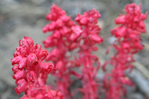 Snowplant (Sarcodes snaguinea)