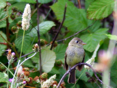 Pacific-slope Flycatcher 20100626
