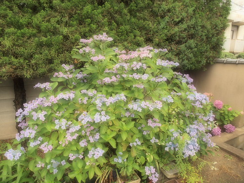 Hydrangea in the rainy day