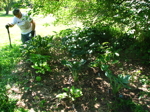 hosta bed under the mulberry tree