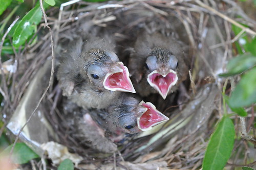 baby cardinals ready for food
