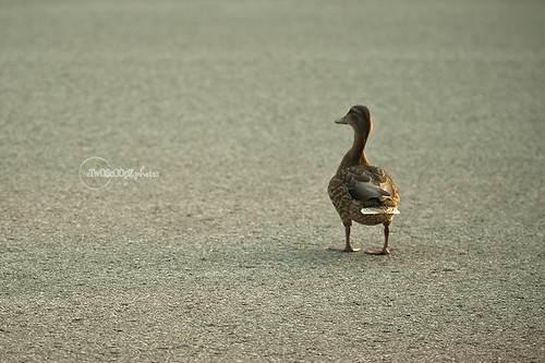quack! day 187 (7)