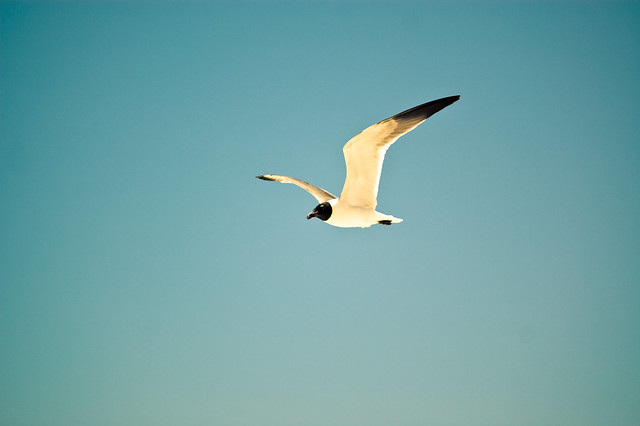 "The gull sees farthest who files highest"