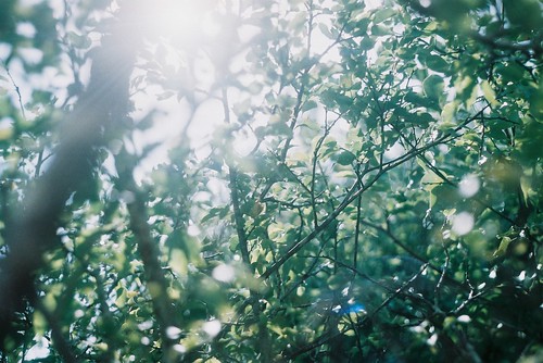 フリー写真素材|自然・風景|樹木|グリーン|