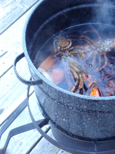 lobsters in the pot