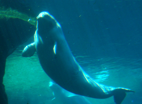 Vancouver Aquarium - Beluga Whales (10)
