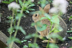 rabbit 056