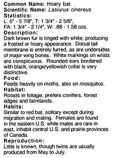 hoary bat info