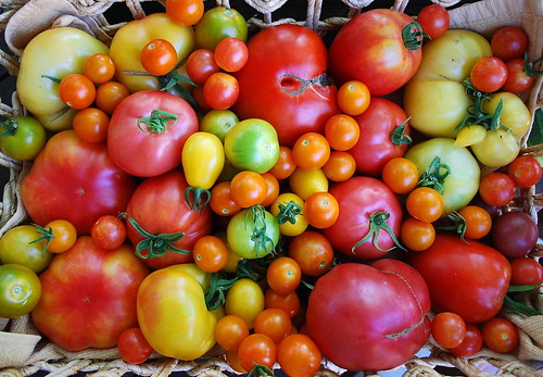 August Tomato Harvest 2