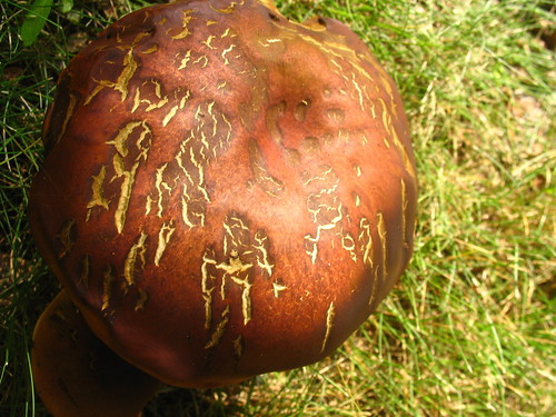 nature notes mushroom IMG_2814