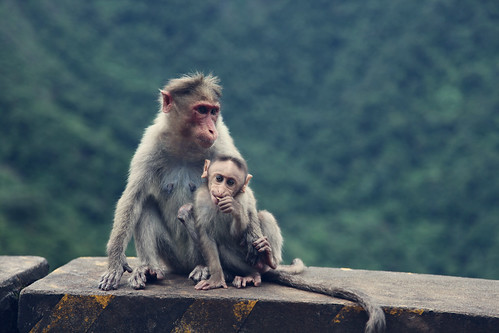 フリー写真素材|動物|哺乳類|ヒト科|猿・サル|家族・親子（動物）|