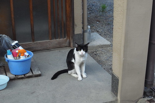 Today's Cat@2010-08-22